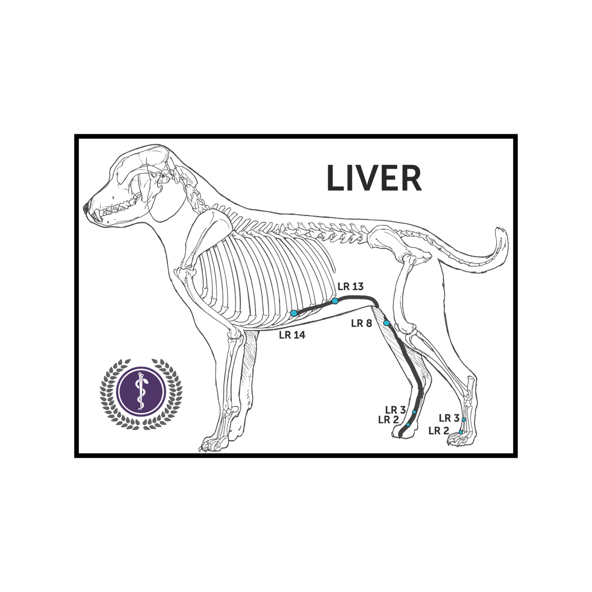 A veterinary anatomical diagram of a dog skeleton labeled 'LIVER' with highlighted liver zones and vein markers LR 1-14 on a white background, featuring a purple medical-style logo in the lower left.