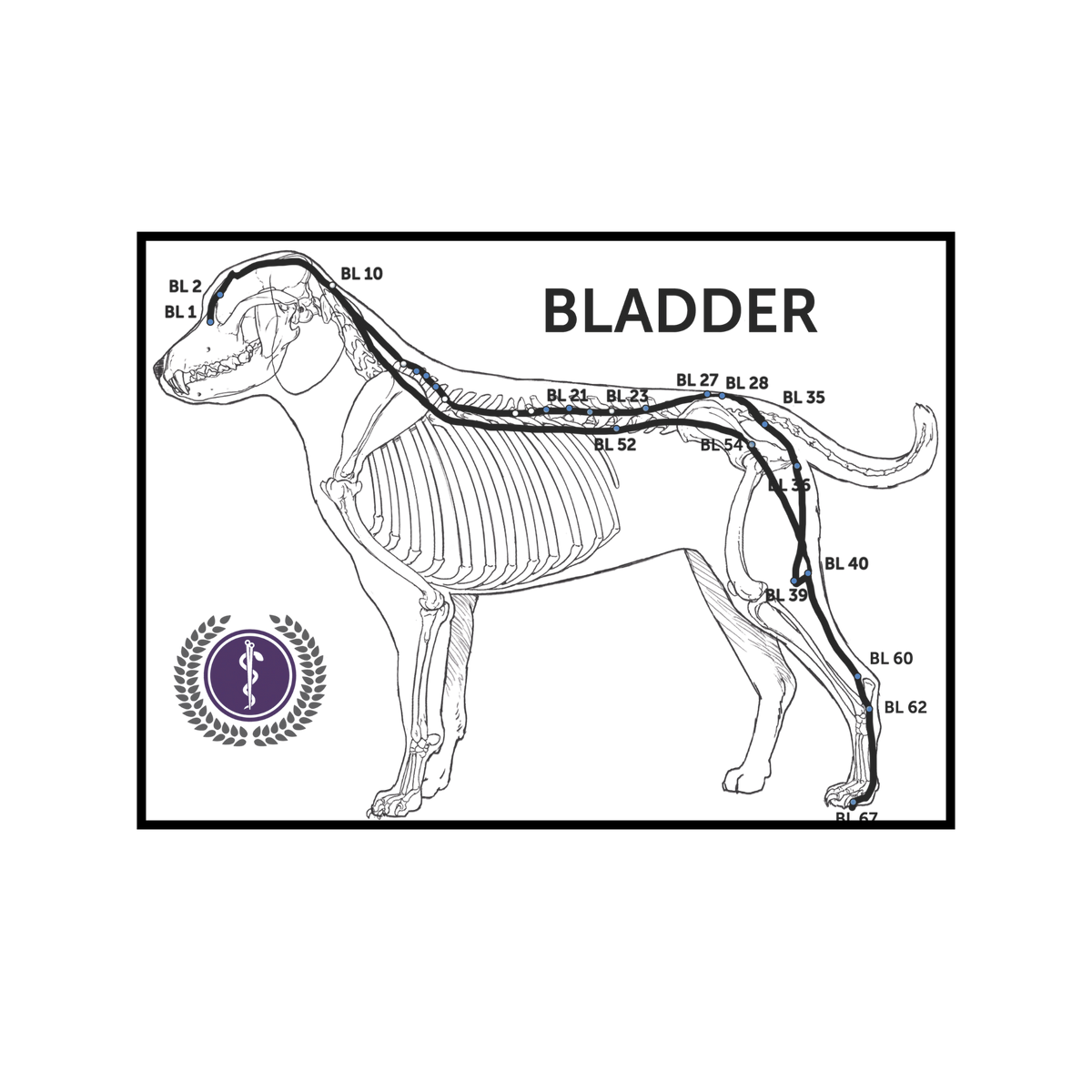 A black and white anatomical diagram of a dog showing bladder location with labeled points and a purple medical-style emblem in the lower left, on a white background.