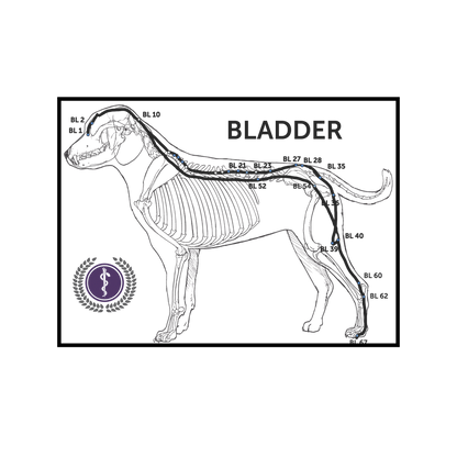 A black and white anatomical diagram of a dog showing bladder location with labeled points and a purple medical-style emblem in the lower left, on a white background.