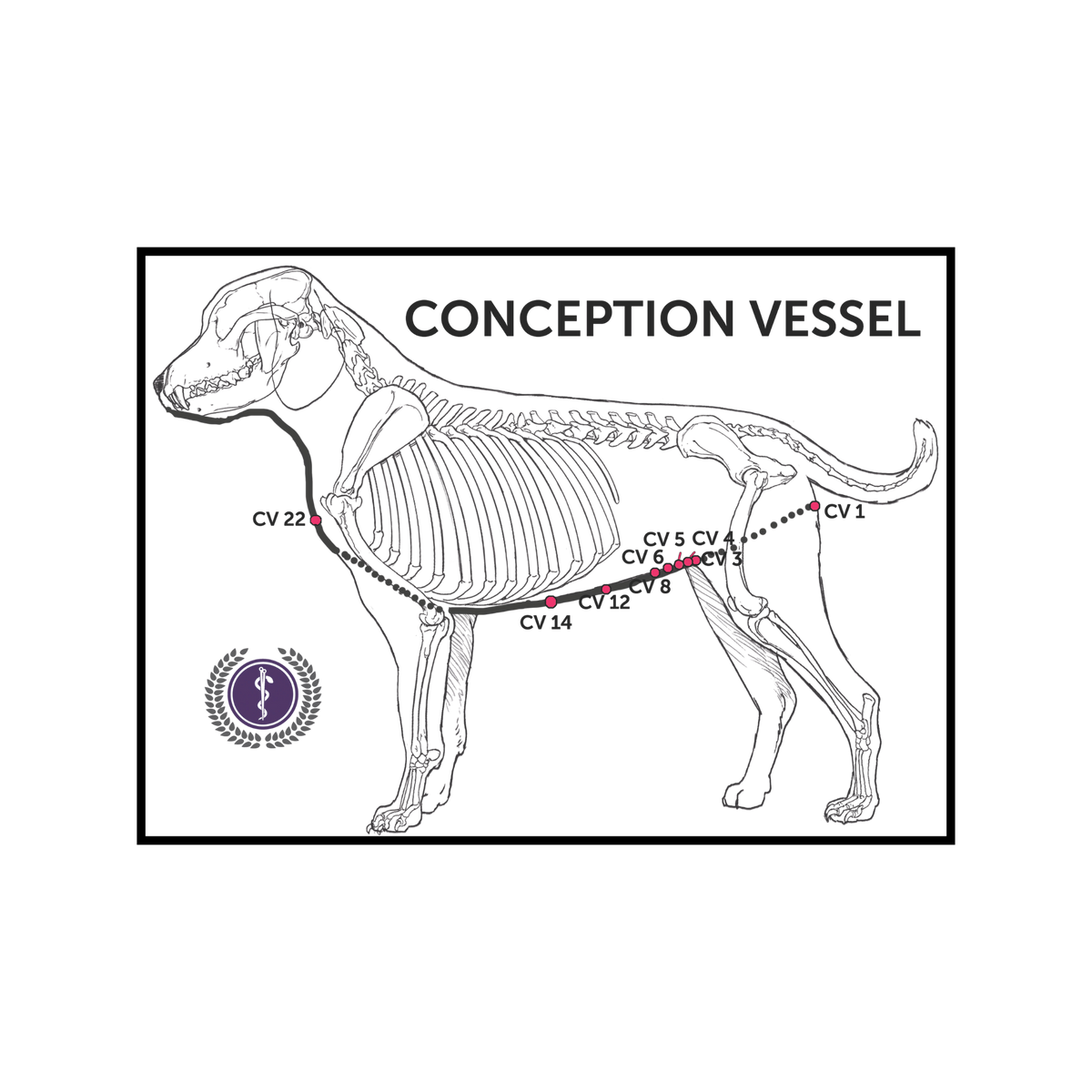An anatomical diagram of a dog skeleton labeled 'CONCEPTION VESSEL' with red and black measurement lines and point markers such as CV 1, CV 2, CV 3, CV 4, CV 5, CV 6, CV 11, CV 12, CV 14, CV 22, on a white background.
