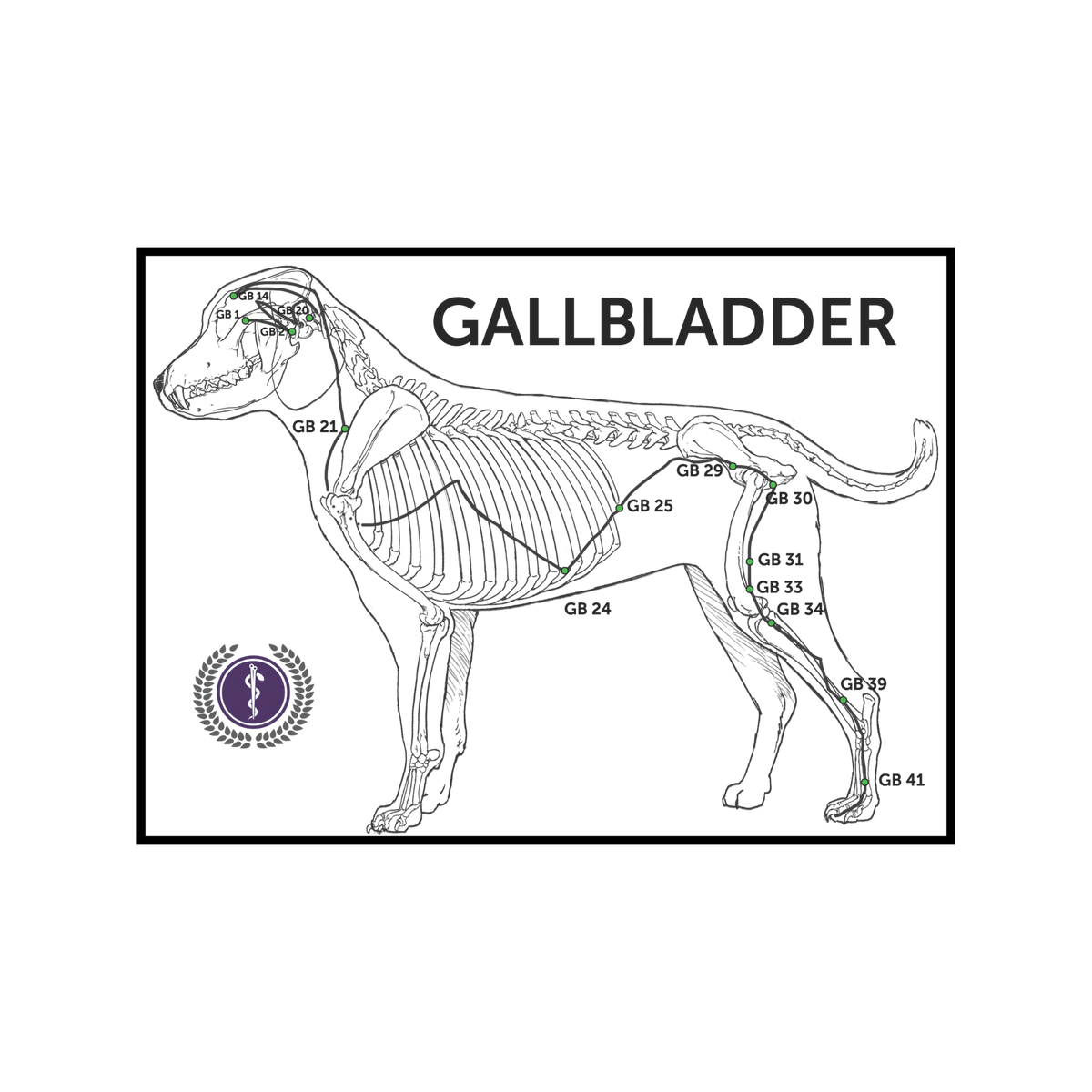 A black and white anatomical diagram of a dog's gallbladder area, labeled 'GALLBLADDER' with multiple marked points such as GB 21, GB 23, GB 30, and GB 41. A purple circular emblem appears in the lower left corner, and the entire diagram is enclosed in a thin black rectangular border on a white background.