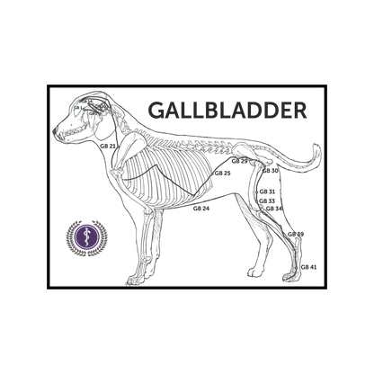 A black and white anatomical diagram of a dog's gallbladder area, labeled 'GALLBLADDER' with multiple marked points such as GB 21, GB 23, GB 30, and GB 41. A purple circular emblem appears in the lower left corner, and the entire diagram is enclosed in a thin black rectangular border on a white background.
