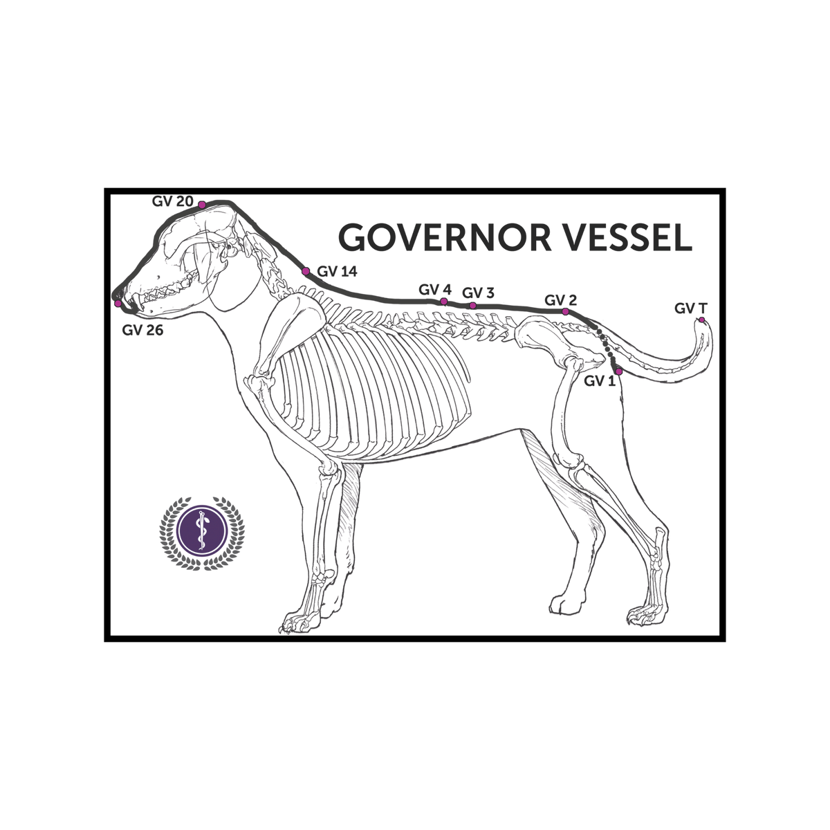 An anatomical line drawing of a dog skeleton with labeled 'GOVERNOR VESSEL' text and several marked vessel points along the spine and tail, presented on a white background with a black border.