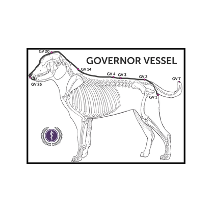 An anatomical line drawing of a dog skeleton with labeled 'GOVERNOR VESSEL' text and several marked vessel points along the spine and tail, presented on a white background with a black border.