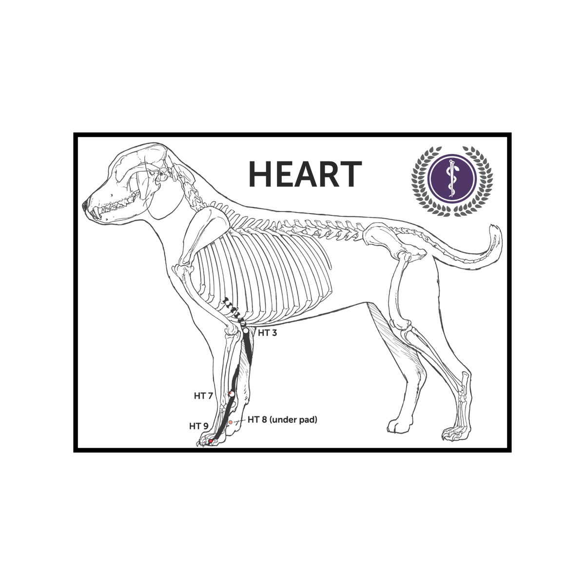 A veterinary heart diagram poster showing a black and white line art illustration of a dog's skeleton with labeled heart areas (HEART, HT 3, HT 7, HT 8, HT 8 under pad) and a purple circular veterinary symbol badge in the top right corner.