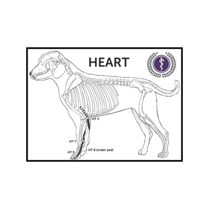 A veterinary heart diagram poster showing a black and white line art illustration of a dog's skeleton with labeled heart areas (HEART, HT 3, HT 7, HT 8, HT 8 under pad) and a purple circular veterinary symbol badge in the top right corner.