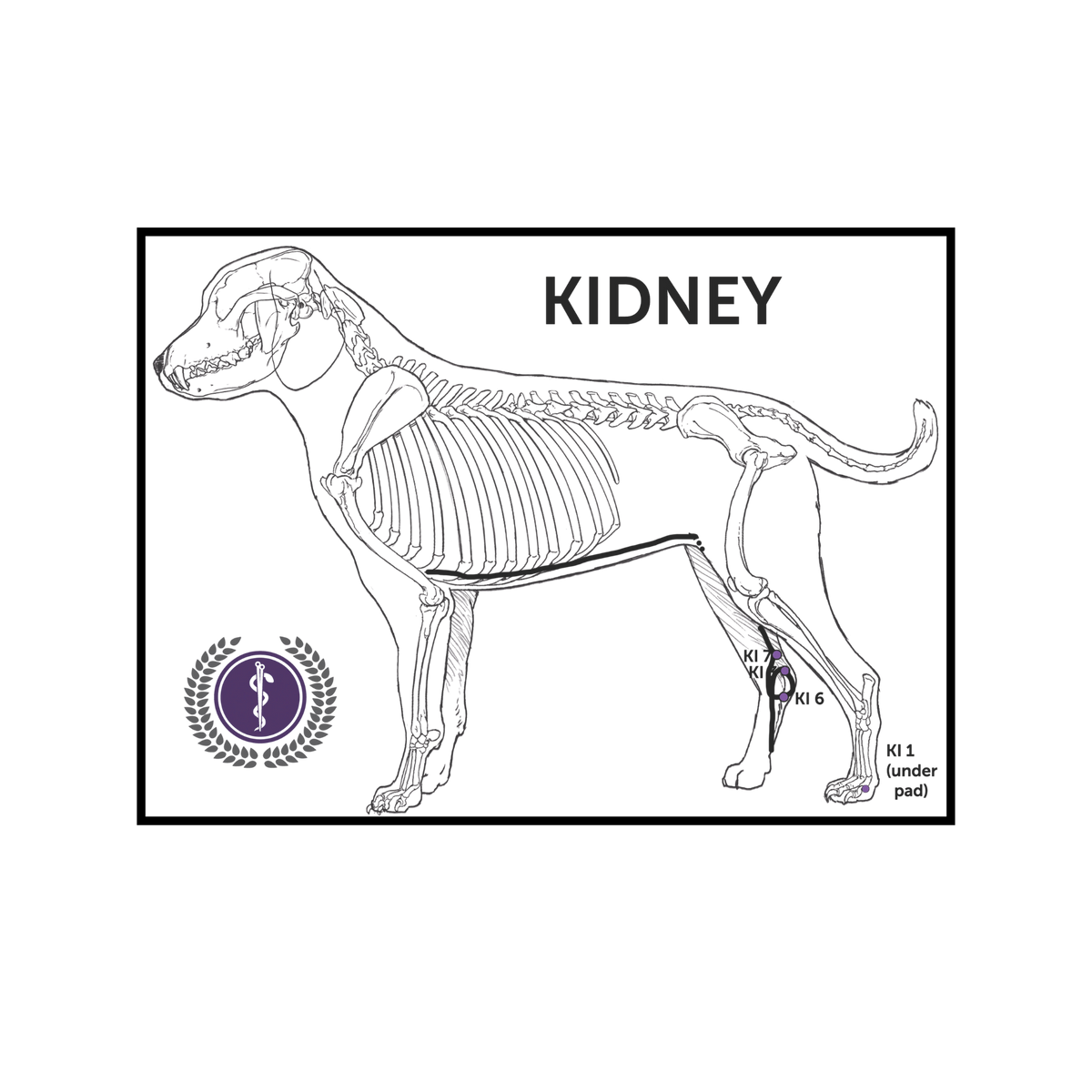 A veterinary anatomy diagram showing a dog skeleton with labeled 'KIDNEY' text and a purple circular logo, presented on a white background.
