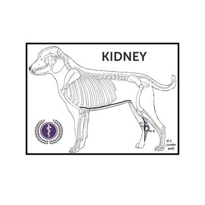 A veterinary anatomy diagram showing a dog skeleton with labeled 'KIDNEY' text and a purple circular logo, presented on a white background.