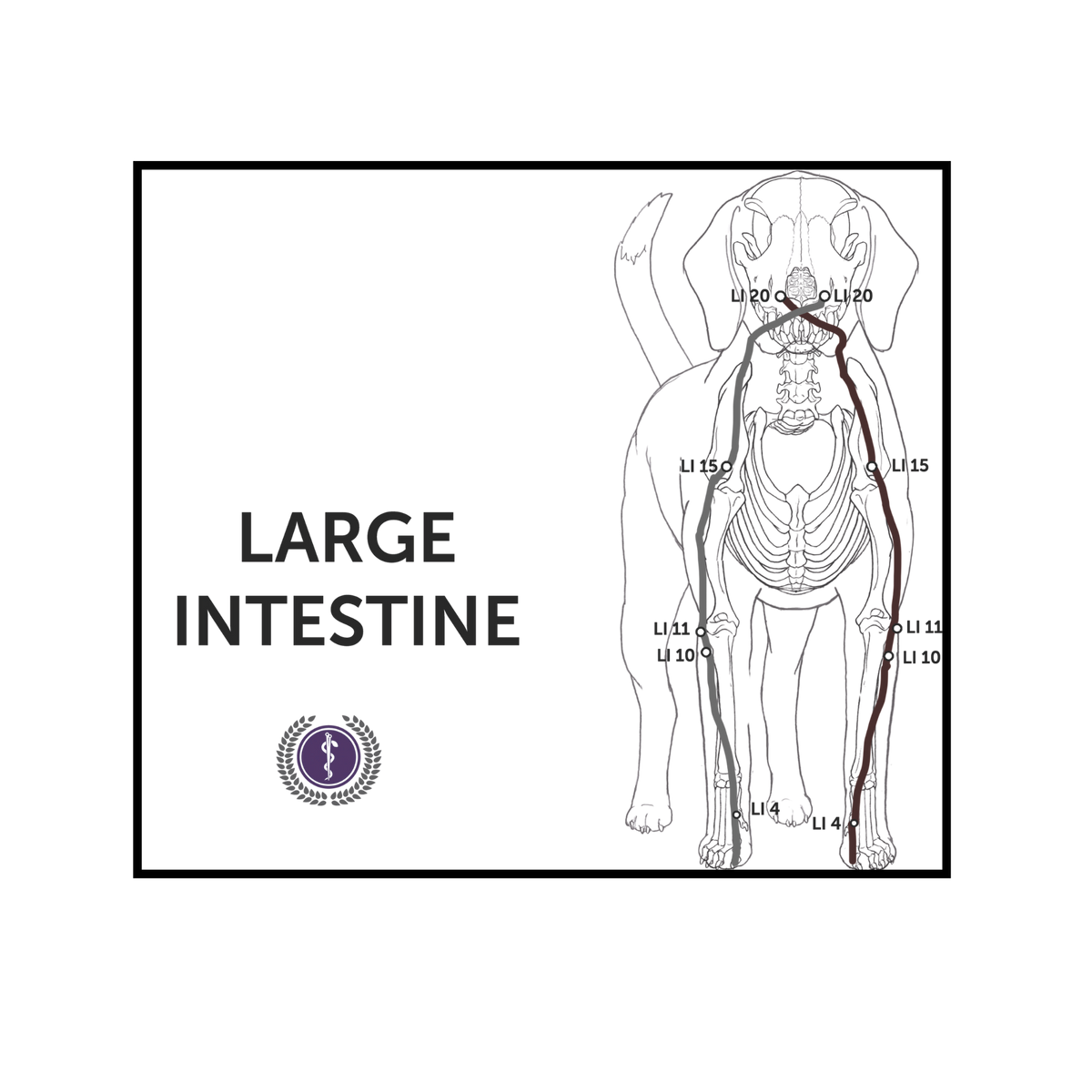 An educational veterinary diagram showing the anatomy of a dog's large intestine, labeled with anatomical codes (LI 1-15, etc.) and featuring a purple logo at the bottom left.