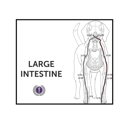 An educational veterinary diagram showing the anatomy of a dog's large intestine, labeled with anatomical codes (LI 1-15, etc.) and featuring a purple logo at the bottom left.