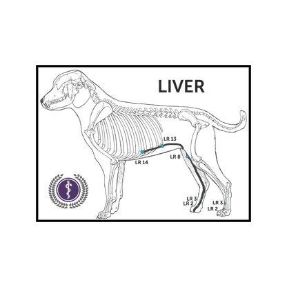 A veterinary anatomical diagram of a dog skeleton labeled 'LIVER' with highlighted liver zones and vein markers LR 1-14 on a white background, featuring a purple medical-style logo in the lower left.