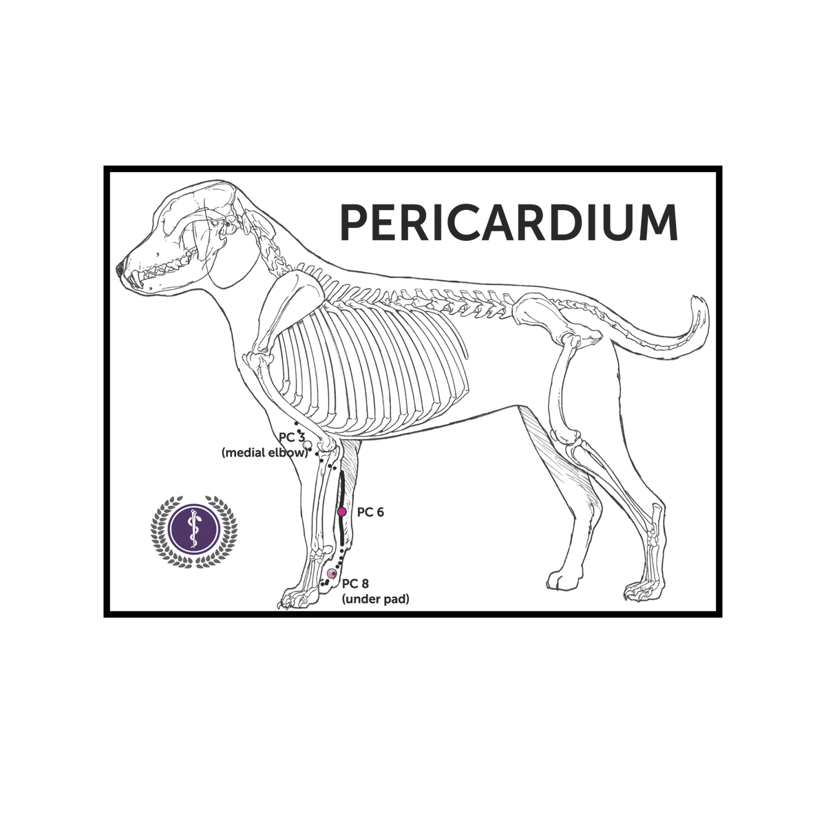 A black-and-white anatomical line drawing of a dog skeleton with labeled pericardial electrode sites (PC 1 through PC 8) and the word PERICARDIUM, on a white background.