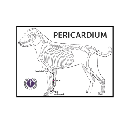 A black-and-white anatomical line drawing of a dog skeleton with labeled pericardial electrode sites (PC 1 through PC 8) and the word PERICARDIUM, on a white background.