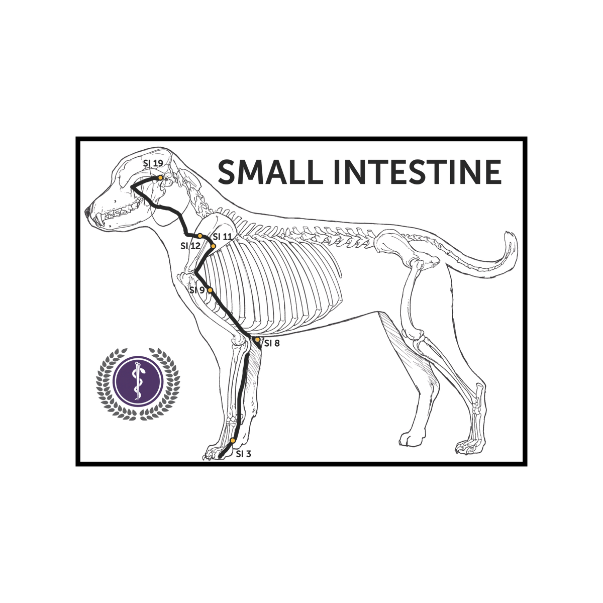 An anatomical line drawing of a dog showing the small intestine pathway, with labeled points along the intestinal tract and the text 'SMALL INTESTINE' above. A purple circular emblem appears at lower left on a white background.