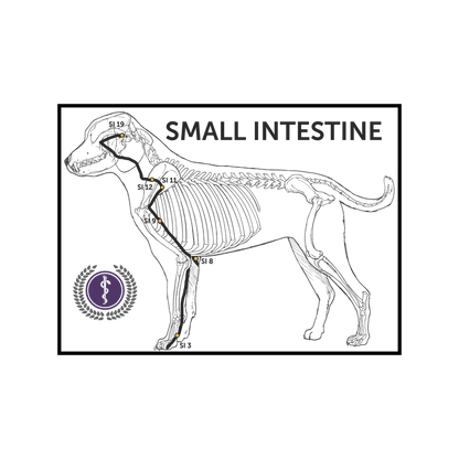 An anatomical line drawing of a dog showing the small intestine pathway, with labeled points along the intestinal tract and the text 'SMALL INTESTINE' above. A purple circular emblem appears at lower left on a white background.