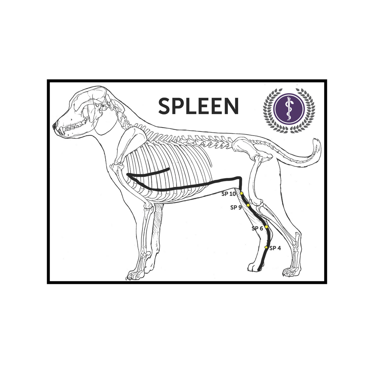 A black and white anatomical diagram of a dog skeleton highlighting the spleen, with a purple circular logo in the top right corner.