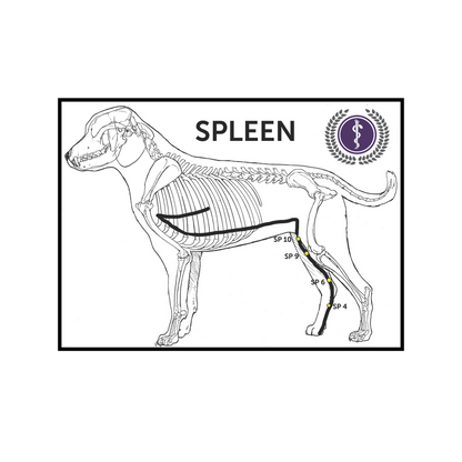 A black and white anatomical diagram of a dog skeleton highlighting the spleen, with a purple circular logo in the top right corner.