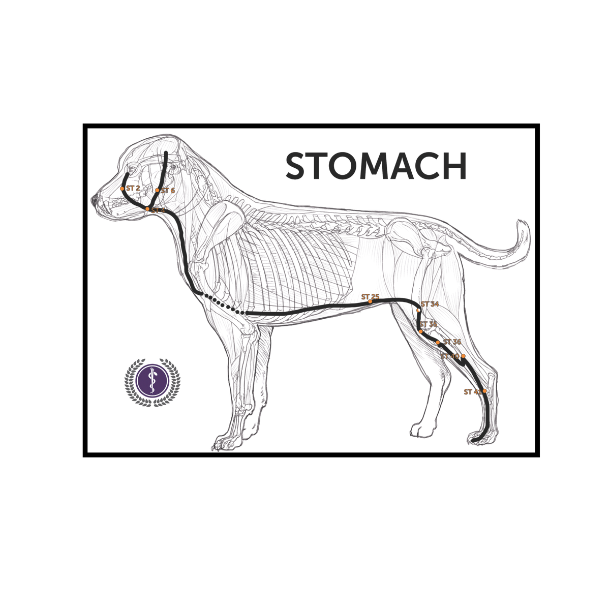 An anatomical diagram of a dog's stomach area, showing a side profile of a dog with labeled internal organs and a highlighted stomach region. The word 'STOMACH' is printed at the top, and a circular logo appears in the lower left.