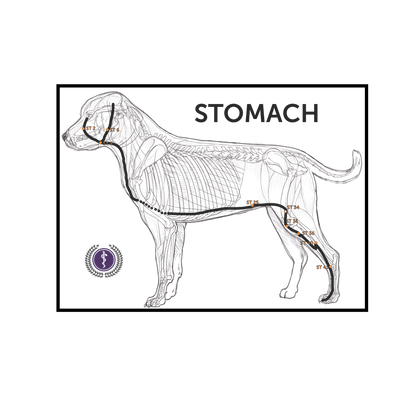 An anatomical diagram of a dog's stomach area, showing a side profile of a dog with labeled internal organs and a highlighted stomach region. The word 'STOMACH' is printed at the top, and a circular logo appears in the lower left.