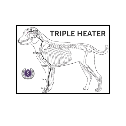 A black and white line art diagram of a dog skeleton with labeled body heat zones ('TRIPLE HEATER') and a circular purple logo seal, presented on a white background.