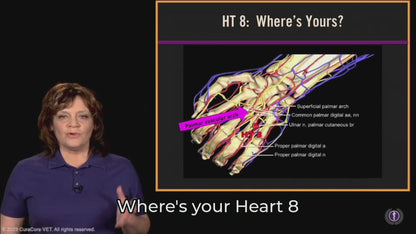 #05 Canine Points on the Heart (HT) Channel