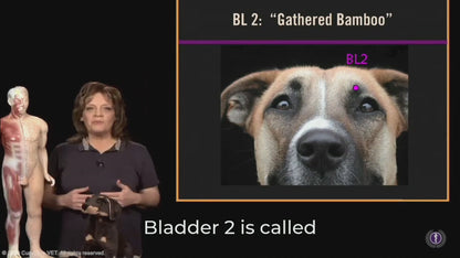 #07: Canine Points on the Bladder (BL) Channel
