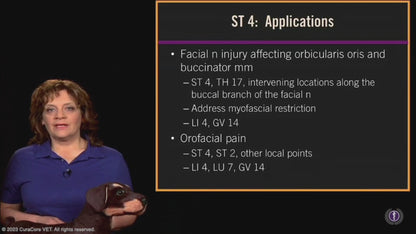 #03 Canine Points on the Stomach (ST) Channel
