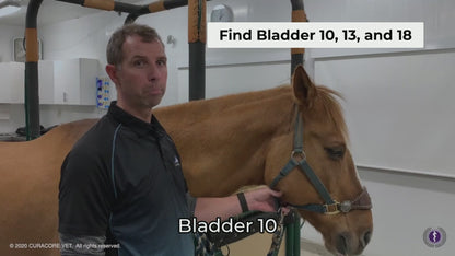 Equine Acupuncture:  Locating "Big Points" on the Live Horse