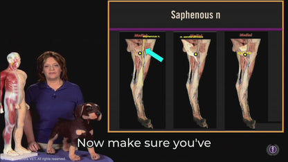#04 Canine Points on the Spleen (SP) Channel