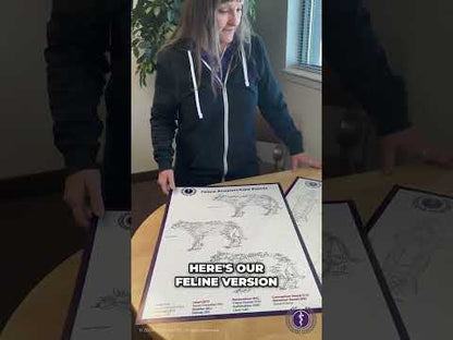 Acupuncture Posters (18" X 24") Set of Three - Feline