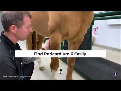 Equine Acupuncture:  Locating "Big Points" on the Live Horse